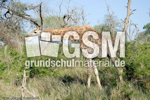 Giraffe (50 von 94).jpg